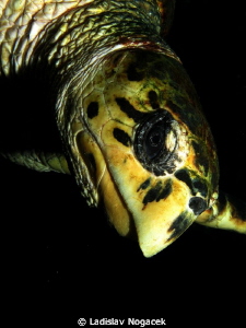 Turtle by Ladislav Nogacek 